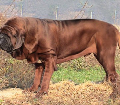 Mee Kyun Dosa,Dosa Inu, Korean Mastiff, Korean Dosa Mastiff,