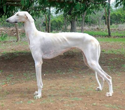 Mudhol Hound,Maratha Hound, Pashmi Hound, Kathewar Dog,