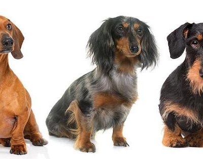 Dachshund, color, pattern, size,