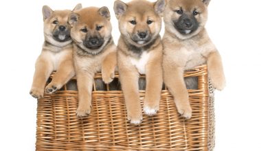 Jomon Shiba Inu, Shiba Inu, Shinshu Shiba, Minowa Shiba Inu,Mino Shiba, San'in Shiba 