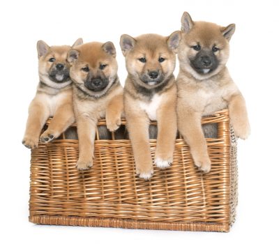 Jomon Shiba Inu, Shiba Inu, Shinshu Shiba, Minowa Shiba Inu,Mino Shiba, San'in Shiba 