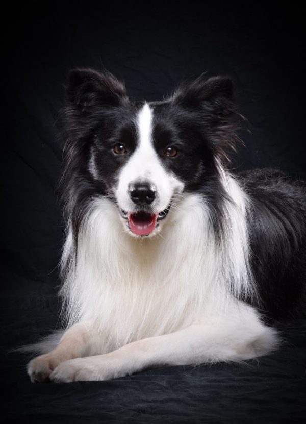 Amos, Trick Dog, Border Collie