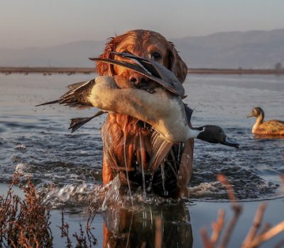 gundog, Golden Retriever, Wirehaired Pointing Griffon, German Shorthaired Pointer and German Wirehaired Pointer, English Cocker Spaniel, Brittany, Labrador Retriever, English Setter, English Springer Spaniel, and the Vizsla,hunting dog, upland,PheasantsForever