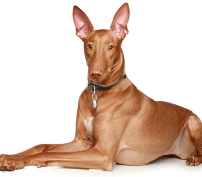 Pharaoh Hound, legend,