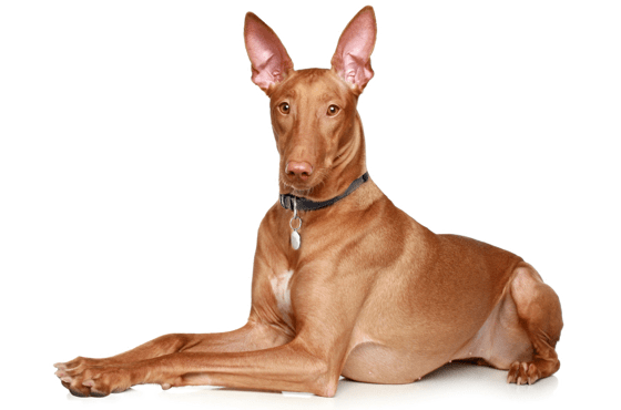 Pharaoh Hound, legend,