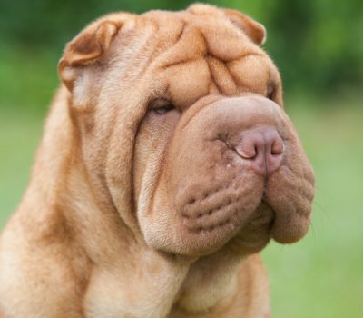 Chinese Shar-Pei, Warrior Scowl