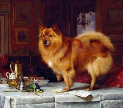 Pomeranian, Marco, Queen Victoria