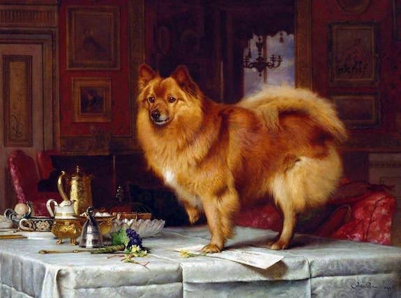 Pomeranian, Marco, Queen Victoria