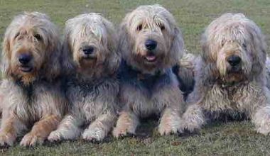 Otterhound