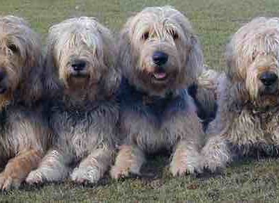 Otterhound