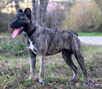 Cao Fila de Sao Miguel,Cão de Vacas, Azorean Cattle Dog,Saint Miguel Cattle Dog