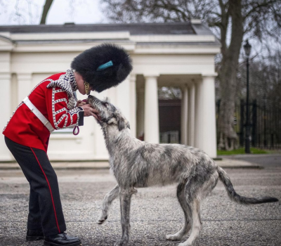 Irish Wolfhound, mascot,Séamus,Irish Guards,Turlough Mór