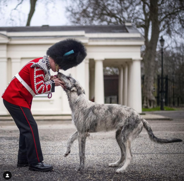 Irish Wolfhound, mascot,Séamus,Irish Guards,Turlough Mór