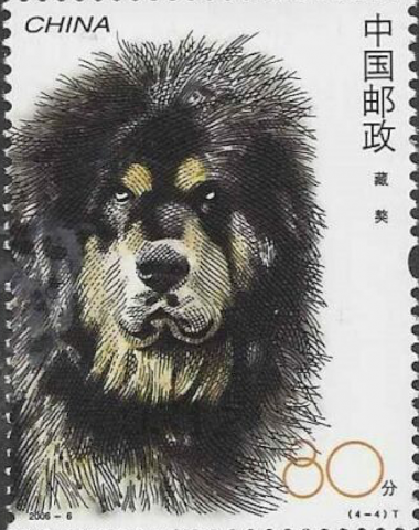 Tibetan Mastiff,eyes, Dan Nechemias