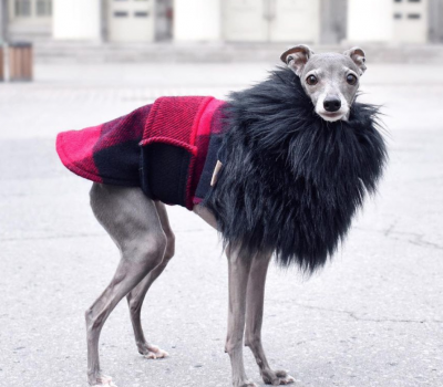 Italian Greyhound, TikTok,Instagram, Sofia Vergara, Tika, Sharon Osborne