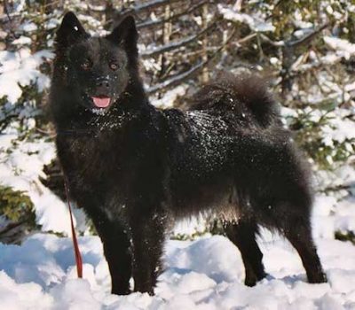 Swedish Lapphund, Rasspecifika Avelsstrategier,Svenska Kennelklubben