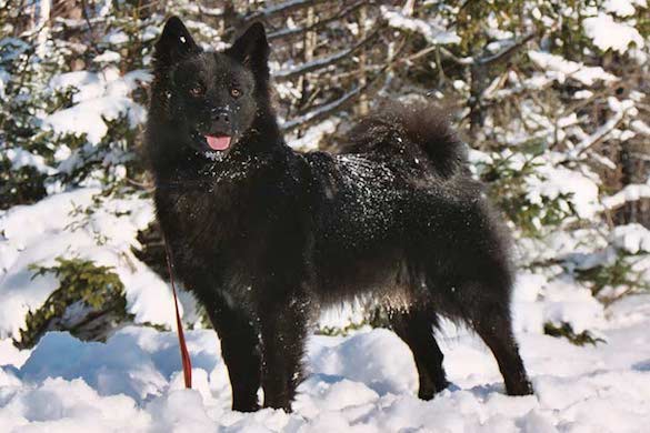 A Swedish Lapphund Was the First
