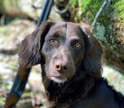 Deutscher Wachtelhund, German Spaniel,Stoeberer,Stober,Frederick Roberth,gundog