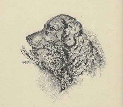 Curly coated retriever, meat dog, history