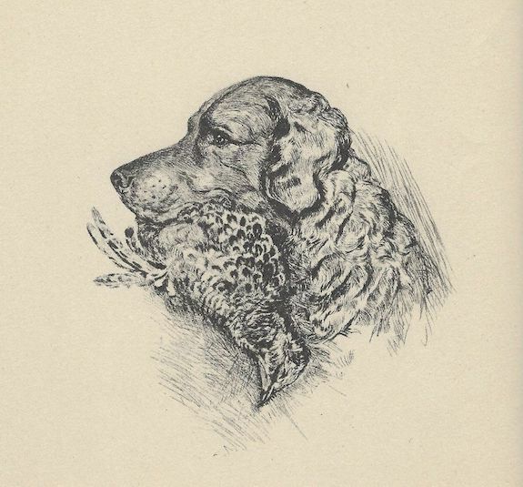 Curly coated retriever, meat dog, history