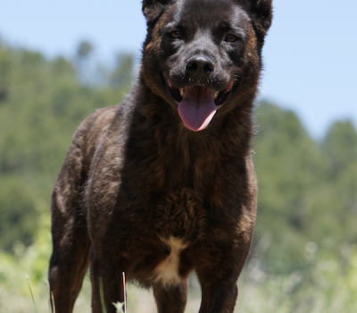 Azorean Cattle Dog, Cão de Vacas, Cao Fila de Sao Miguel, Saint Miguel Cattle Dog