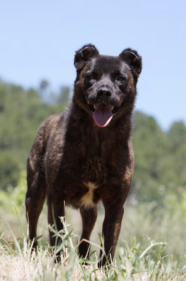 Azorean Cattle Dog, Cão de Vacas, Cao Fila de Sao Miguel, Saint Miguel Cattle Dog