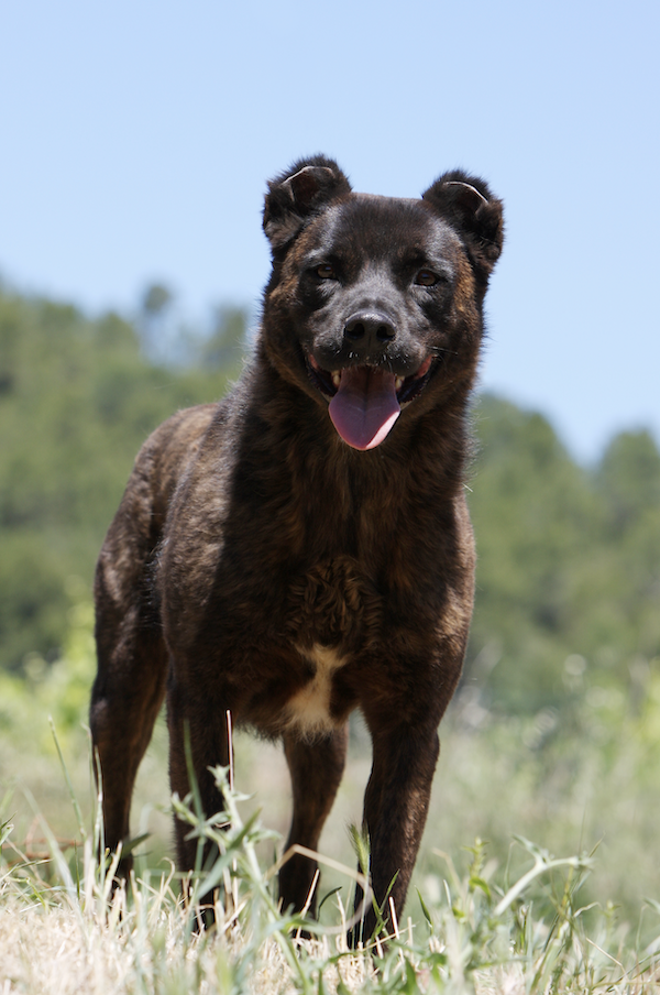 Azorean Cattle Dog, Cão de Vacas, Cao Fila de Sao Miguel, Saint Miguel Cattle Dog