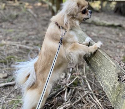 Tibetan Spaniel,heights