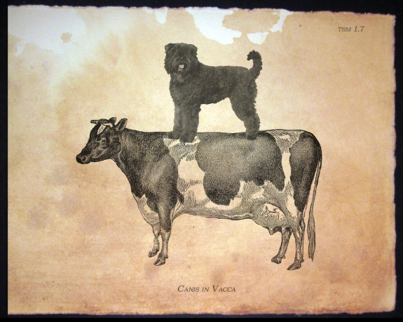 Bouvier des Flandres, Cow-Herder Dog of Flanders, Dr. Aldolphe Reul,