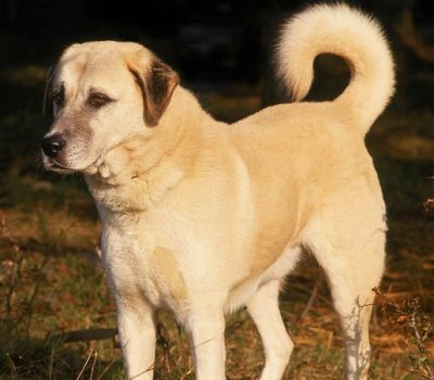 Anatolian Shepherd, wheel, tail