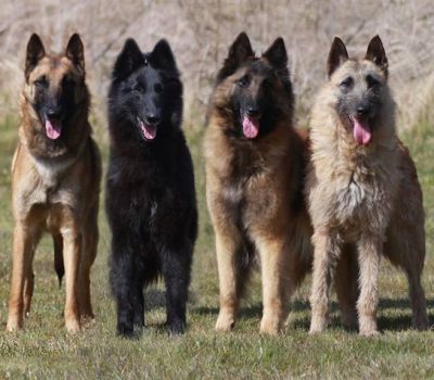 collarette, Belgian Sheepdog, Belgian Malinois, Belgian Sheepdog, Belgian Tervuren, coat, hair, terms