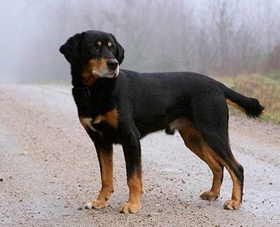 Smaland Hound,Smålandsstövare