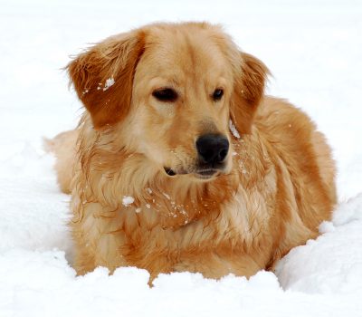  Kurt F. König, Hovawart, Hovie, color, Golden Retriever