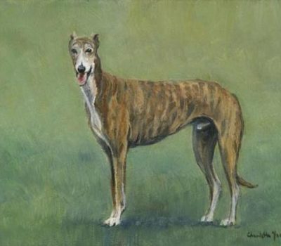 Greyhound, color, marking, brindle,