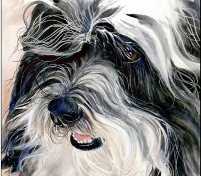 Havana Silk Dog, Havanese,