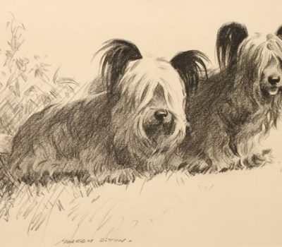 Skye Terrier, weight, Charles H Mason,  "Our Prize Dogs"