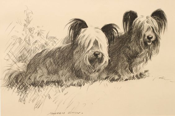 Skye Terrier, weight, Charles H Mason,  "Our Prize Dogs"