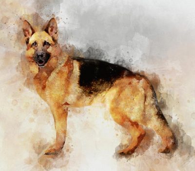 German Shepherd Dog,Alsatian, but Berger Allemand, Chien de berger