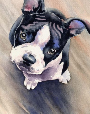 Boston Terrier