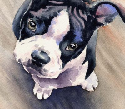 Boston Terrier