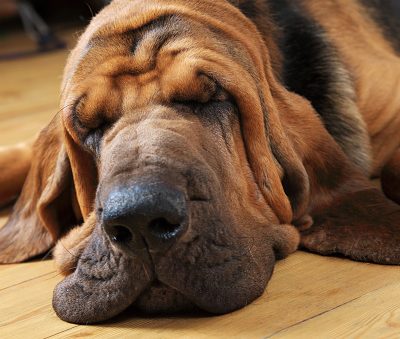 Bloodhound, term,nose, scent, tracking, trailing