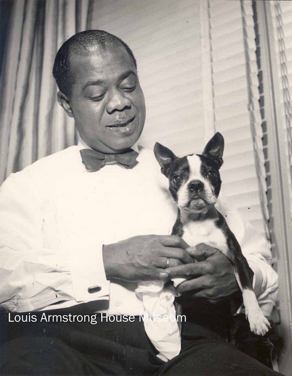Boston Terrier, music, General, Louis Armstrong, Satchmo