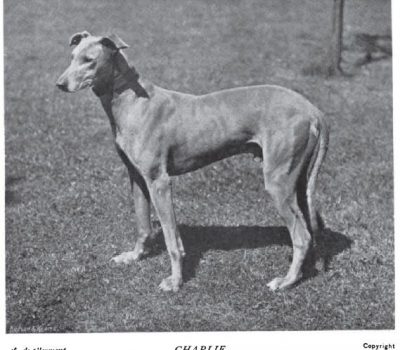 Kangaroo Hound, Australian Greyhound