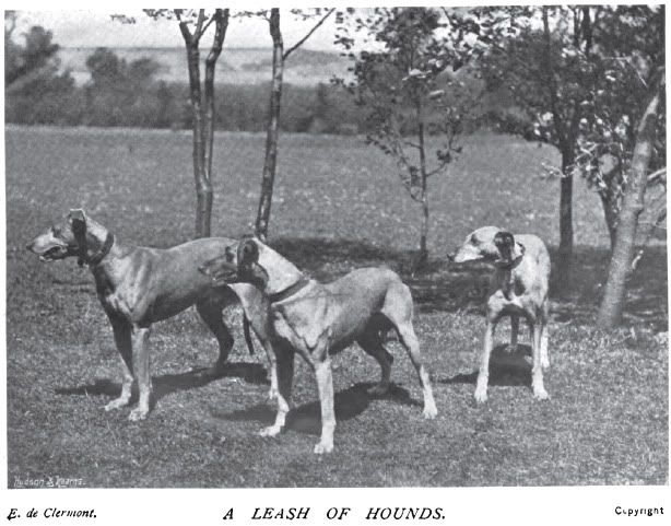 Kangaroo Hound, Australian Greyhound