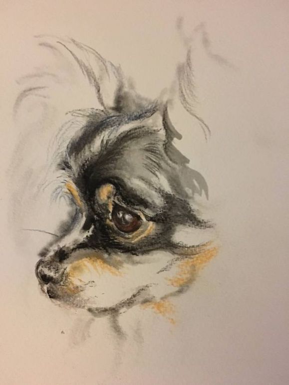 Chihuahua, coat, genetics, Manzanita, James Watson