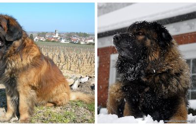  Leonberger, Estrela Mountain Dog,EMD, Cao da Serra da Estrela 