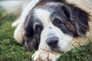 Aragonese Mastiff,Pyrenean Mastiff,Mostin,Mostín, Mostín d’Aragón 