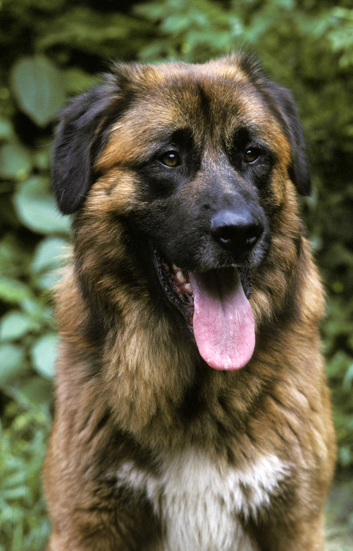 consursos, Remove term: Estrela Mountain Dog Estrela Mountain Dog