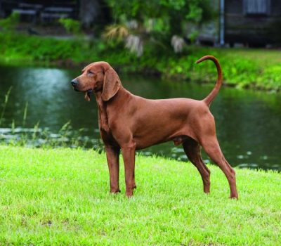 Redbone Coonhound, Where the Red Fern Grows, Wilson Rawls, Nite Hunt