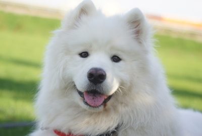 Samoyed, smile,